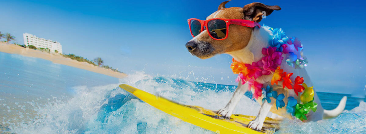 Image of a dog on a surf board.