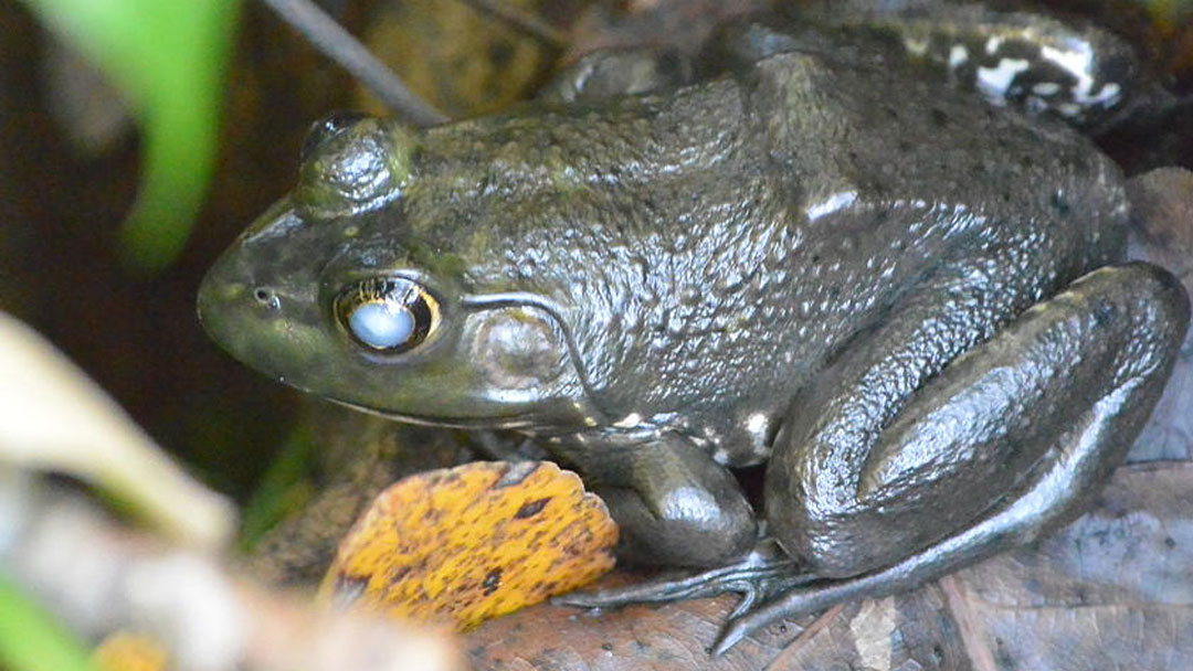 Photo of a Blind Frog