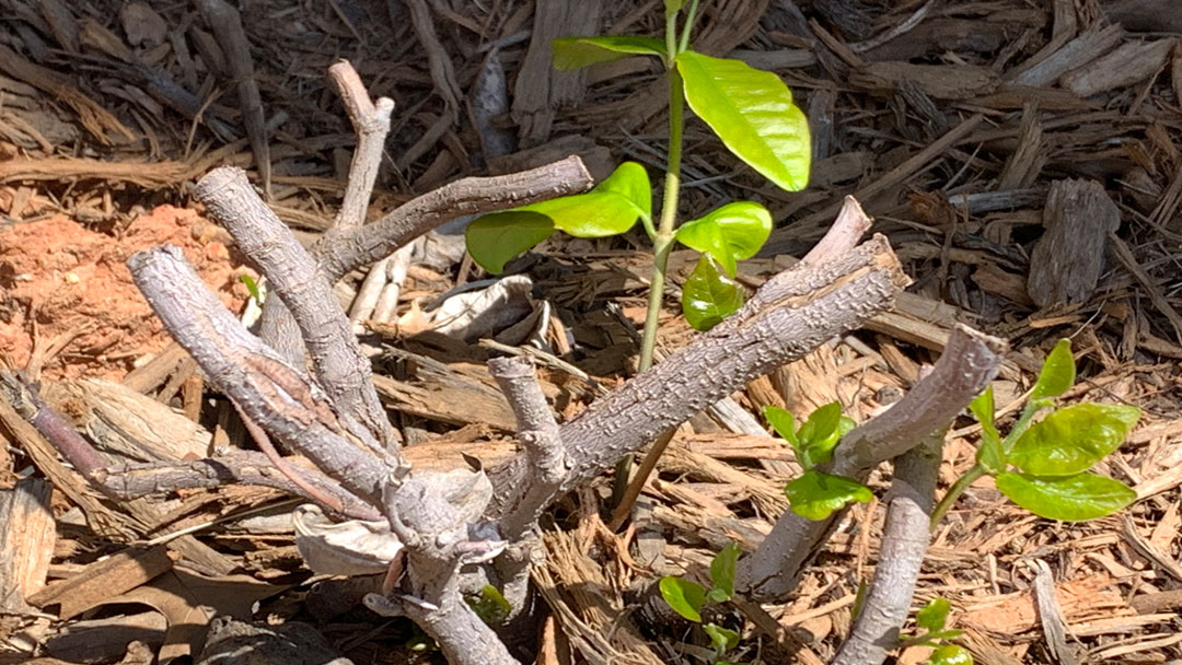 Image of a budding plant.