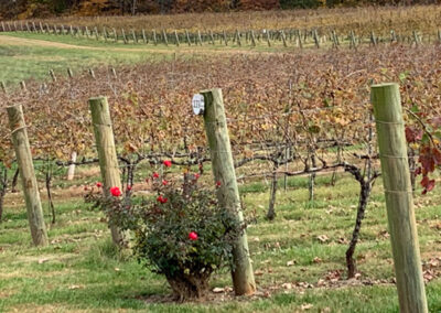 Photos of vineyard