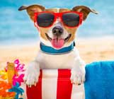 Image of Yapper the dog