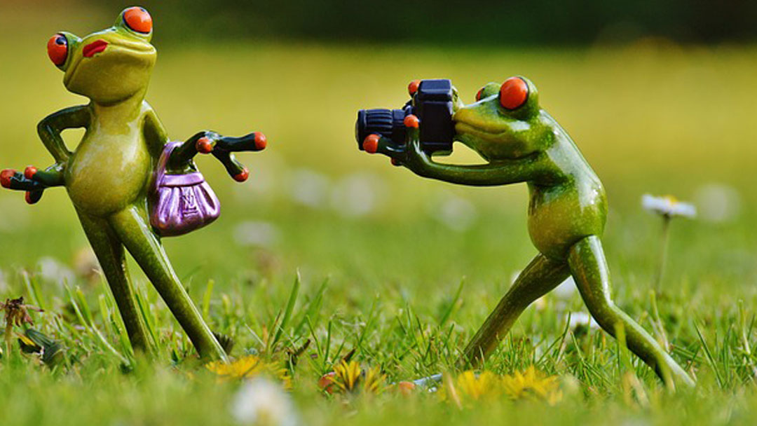 Funny frogs taking pictures of each other