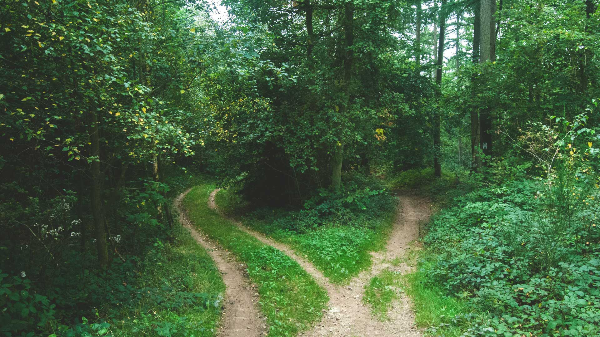 Photo of two paths in the woods for blog post “✍️ How to Write a Novel That Actually Works — Structure, Story, and Creative Process” Photo by Jens Lelie on Unsplash
